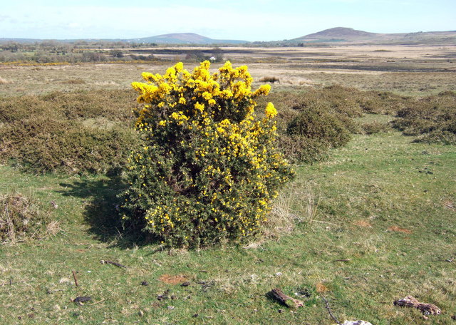 Gorse topiary and distant peaks