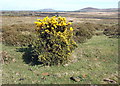 Gorse topiary and distant peaks