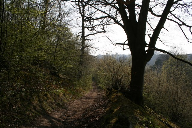 Path through Denge Wood
