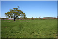 Pasture near Edge Grange