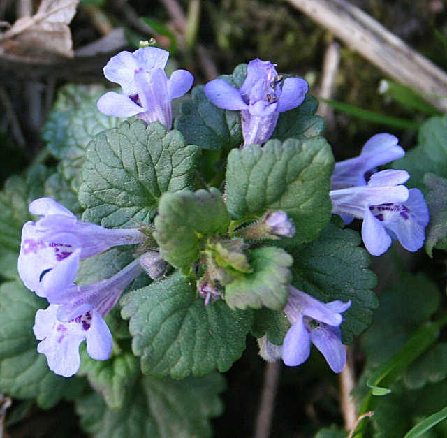 Ground Ivy (Glechoma hederacea) © Anne Burgess cc-by-sa/2.0 :: Geograph ...