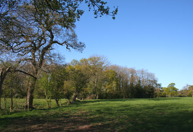 Lowcross Gorse, near Lowcross Hill