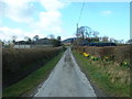 Daffodil lane near Garth Fawr farm