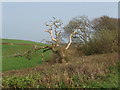 Dead tree in hedge