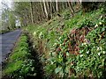 Primroses on the Edradynate road