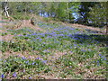 Bluebell wood