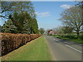 Beech and blossom