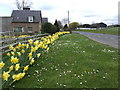 Spring display by Crailing Tofts