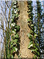 Ivy edged tree in Coxhill woods.