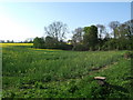 Rape field near Salcombe Hill Farm