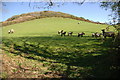 Pasture to the North West of Penstowe (Kilkhampton) Castle