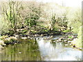 Heron fishing on a much depleted Afon Seiont