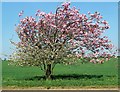 SP3431 : Apple tree in blossom by David Luther Thomas