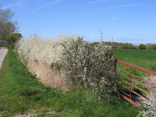 Blackthorn Blossom on Highfield Lane