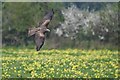 SU3045 : Hawk flies over pasture of wild Primroses by Simon Barnes