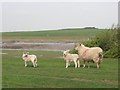 Sheep on the south bank of the Ribble at low tide