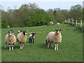 Sheep at Birdsgreen, Shropshire