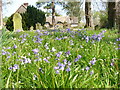 Bluebells in East Tisted Churchyard