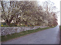 Roadside Blossom