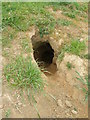 NZ3927 : Badger hole by Carol Rose
