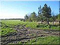 Field near Spennymoor