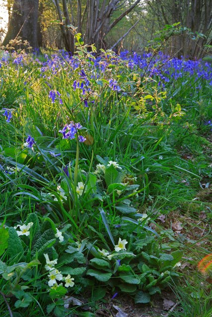 Primrose & Bluebells in Garston Wood