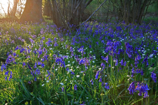 Setting sun light bluebells in Garston Wood