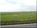 Sheep in a Field at Shillahill Farm