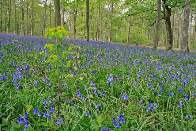 Bluebells in Chase Wood