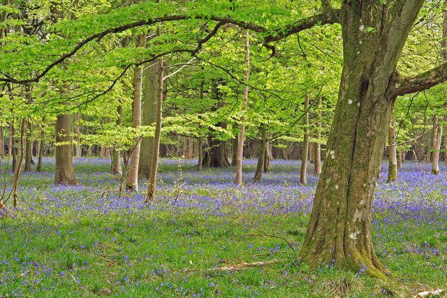 New foliage and Bluebells, Chase Wood