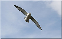 NJ1871 : A soaring, stiff-winged Fulmar over Covesea. by Des Colhoun