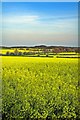 Oilseed Rape fields at Manor Farm, Cranborne