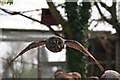 SU3045 : Great Grey Owl flies over visitors' heads, Hawk Conservancy, Andover by Simon Barnes