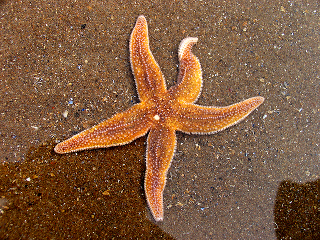 Starfish: Caswell Bay