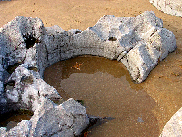 Rock Pool: Caswell Bay