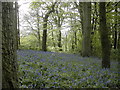 Bluebells near Whitsbury