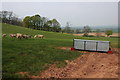 Sheep in a field on the slopes of Haws Hill