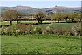 Pasture with a view