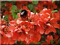 Red tailed bumble bee