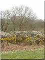 Gorse and blackthorn