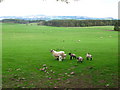 Lambs, Lilburn Hill