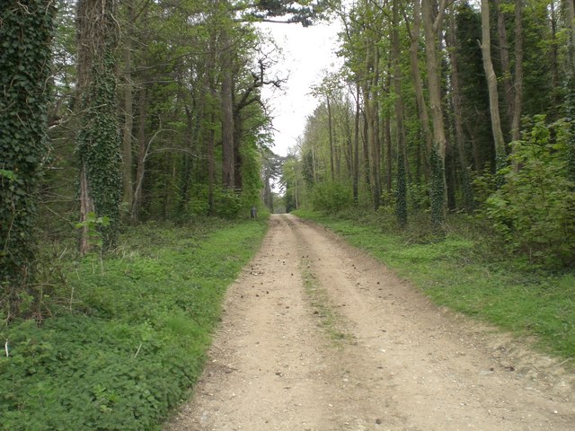 Scarboro' Wood, Holkham Park