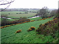 Western Cleddau above Haverfordwest