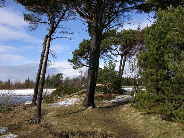 Pine Trees, Harlaw Reservoir