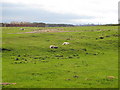 Lambs having a morning rest