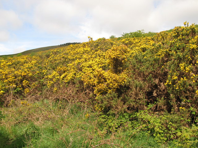 Gorse on the foothills of Lanton Hill