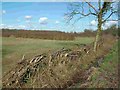 TL1979 : Ancient hedgerow near Monks Wood by Chris Gardiner