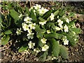TQ1430 : Primroses by Andy Potter