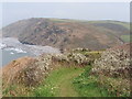 SX1899 : Coast path and blackthorn, Millook by David Hawgood