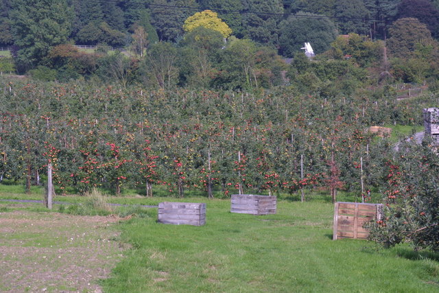 Crates laid out ready for picking Cider apples